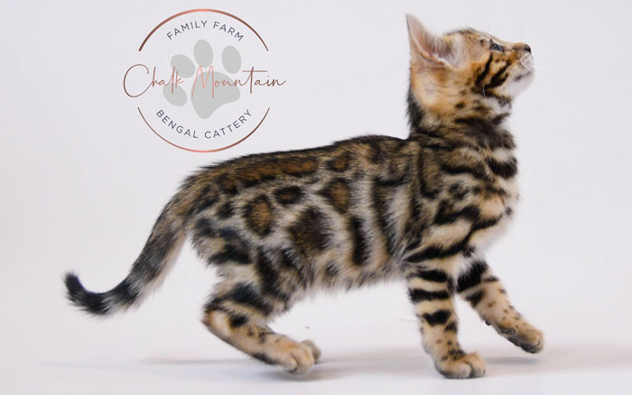 Bengal kitten for sale